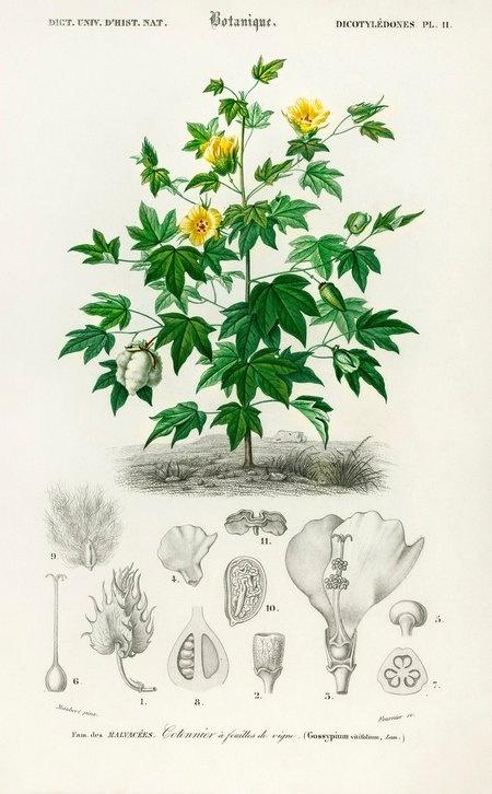 Gossypium vitinifolium – jeden z gatunków bawełny