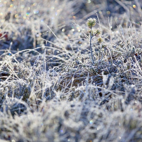 frost-7714187_1280.jpg