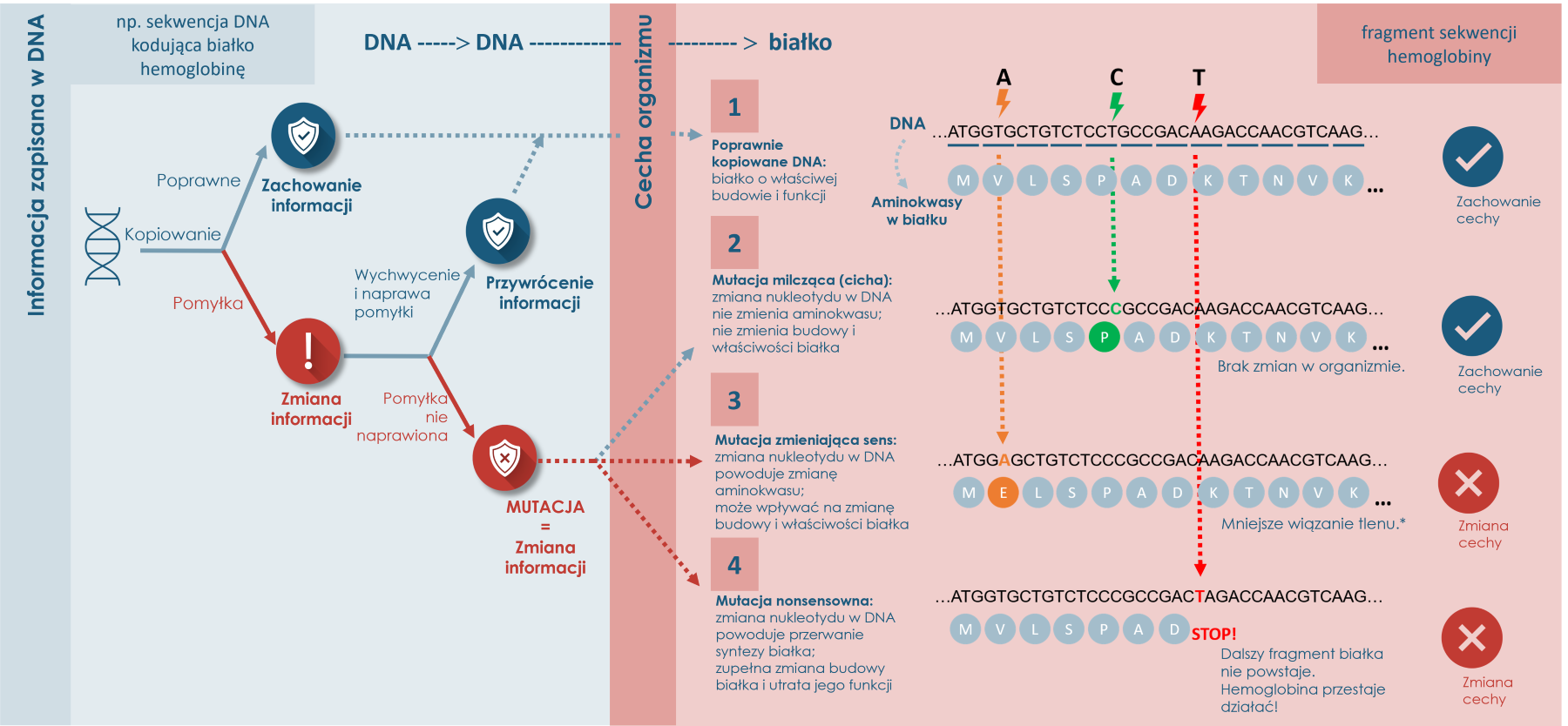 infografika DNA