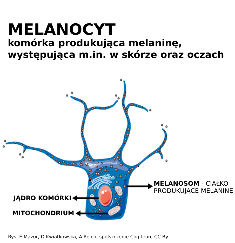 Alt Text