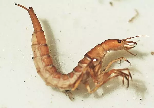 Larwa pływaka żółtobrzeżka. Fot. Grzegorz Tończyk Larwa pływaka żółtobrzeżka. Fot. Grzegorz Tończyk