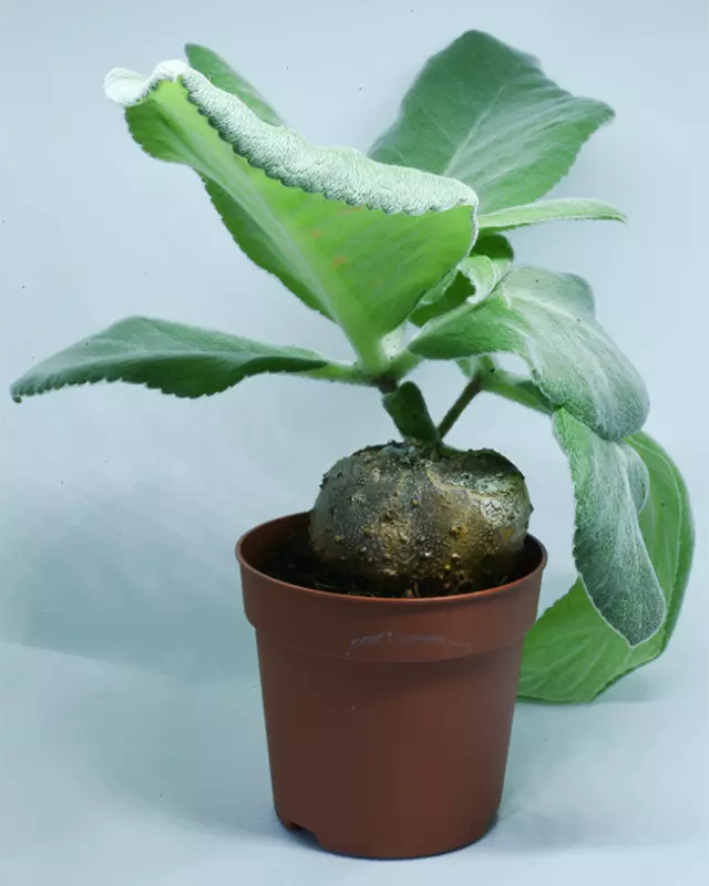 Sinningia leucotricha – roślina kaudeksowa