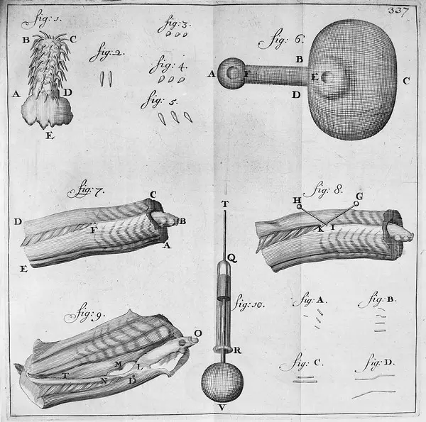 Bakterie, szkic – Antoni van Leeuwenhoek, “Arcana naturae detecta”, 1695
