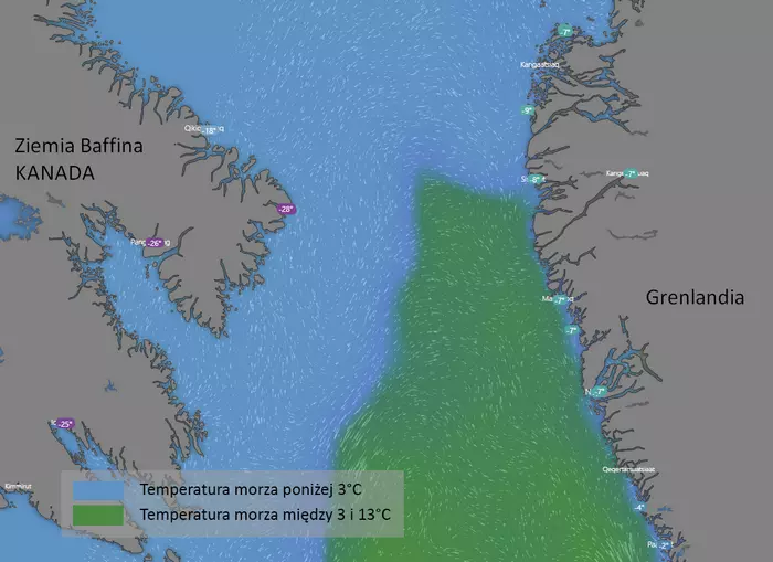 Temperatura wody w cieśninie Davisa, pomiędzy Kanadą i Grenlandią – na obszarach bytowania rekina polarnego. Dane: styczeń 2019, za Windy.com Temperatura wody