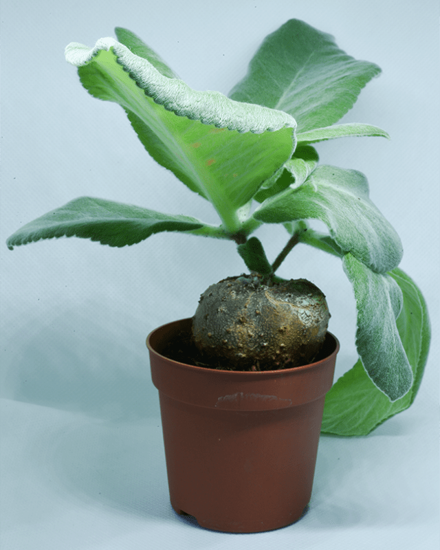 Sinningia leucotricha – roślina kaudeksowa