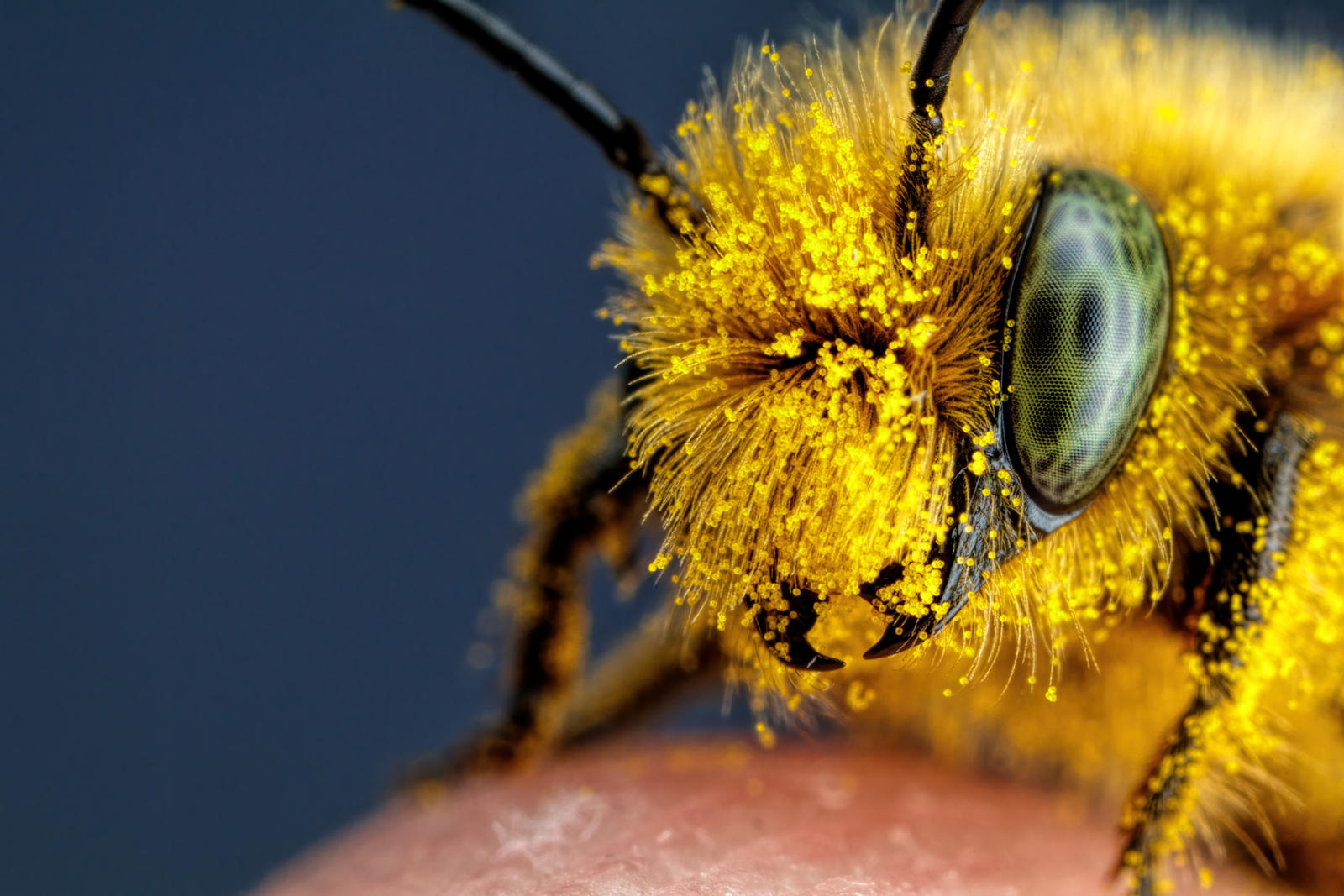 Zdjęcie przedstawiające pszczołę w zbliżeniu.