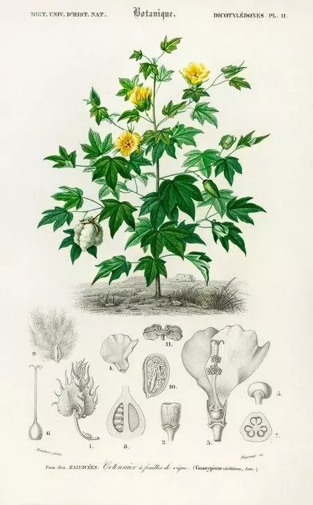 Gossypium vitinifolium – jeden z gatunków bawełny