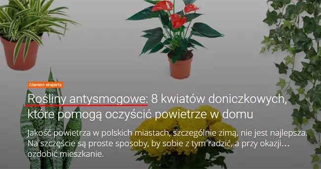 Nagłówek tekstu eksperckiego (?) w internecie. Strona allegro.pl